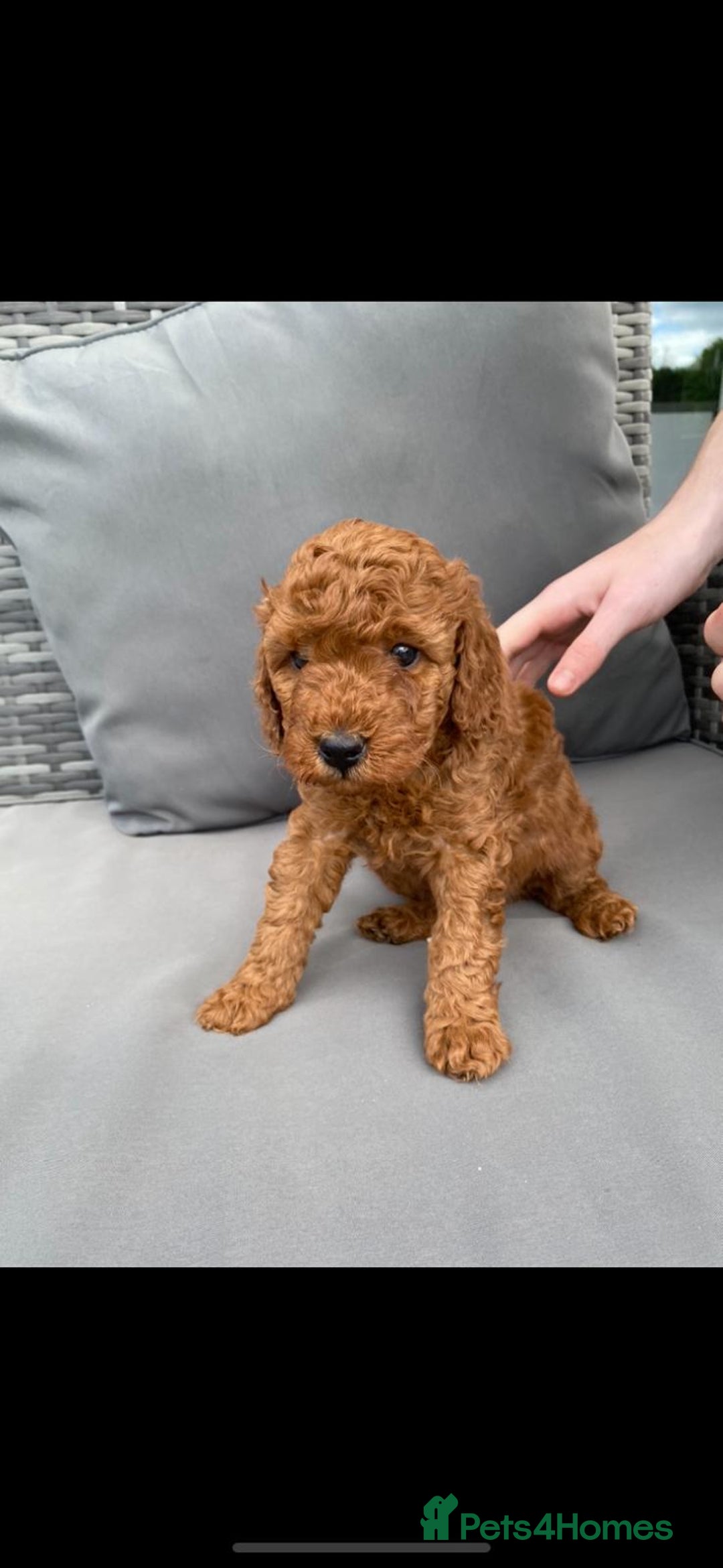 Miniature Poodle dogs for sale: KC REG DEEP RED HEALTH TESTED POODLES - Image 3