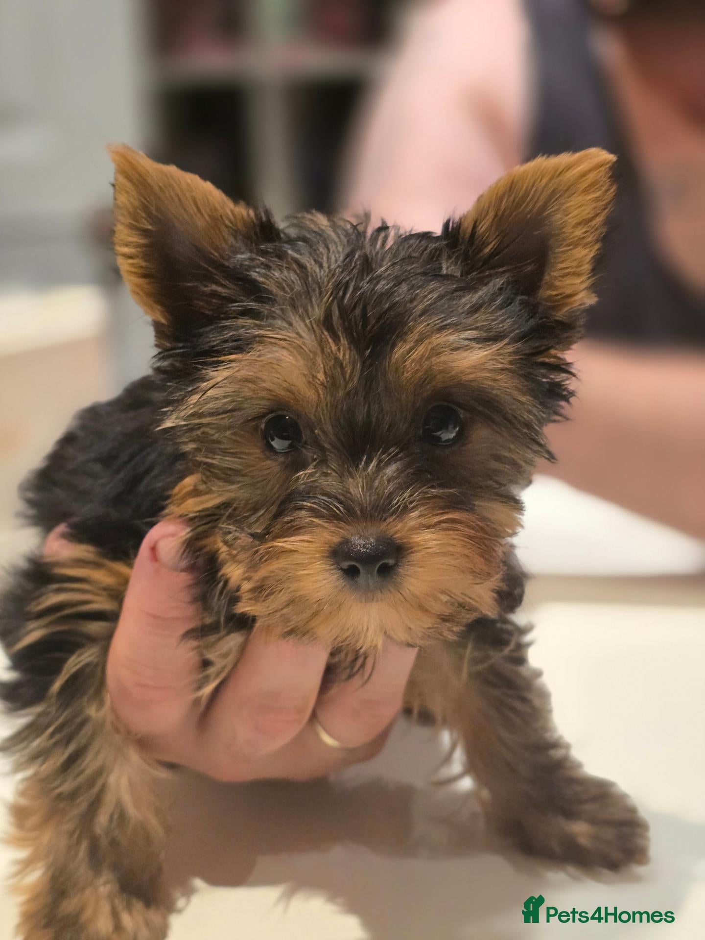 Yorkshire Terrier dogs Yorkshire Terrier puppies for sale - Advert 9