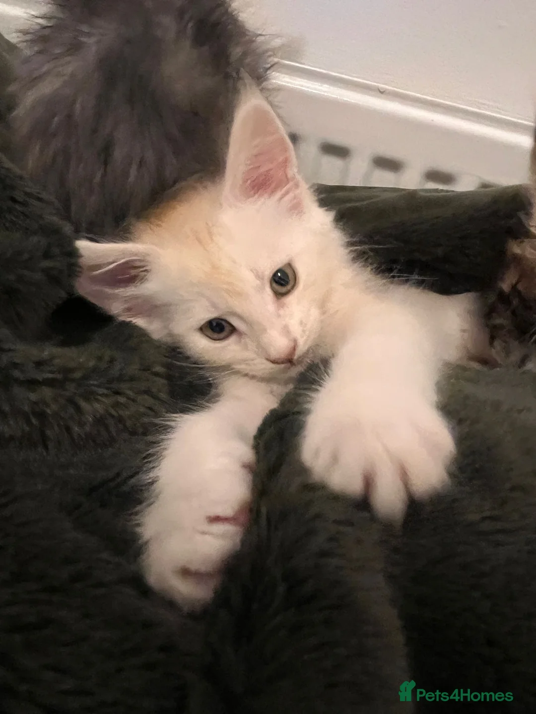 Maine Coon cats for sale: Purebred Maine Coon Female Kitten in Cream colour in Wellingborough - Advert 2