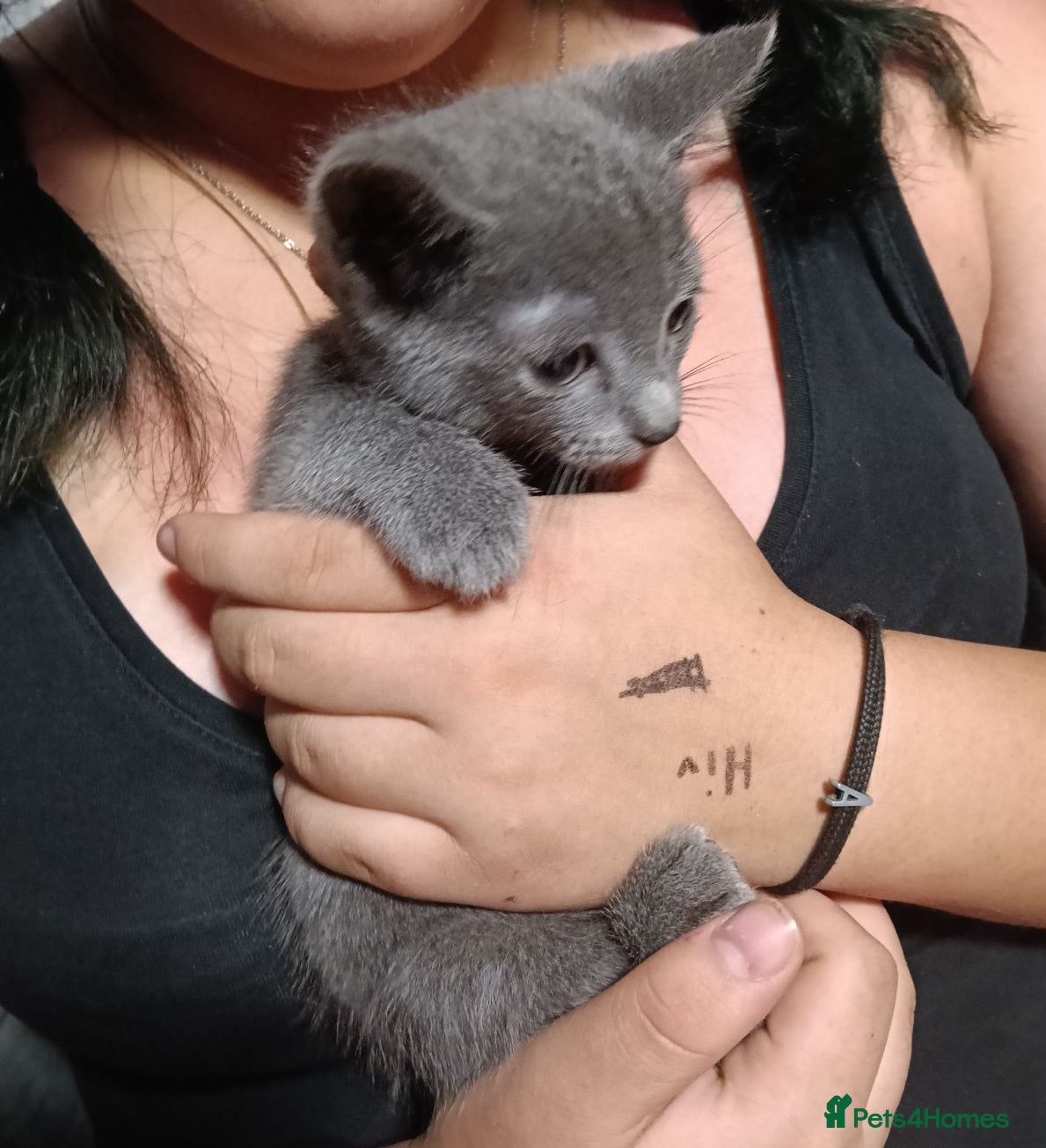 Russian Blue cats Absolute loving Russian-blue_kittens up for newhom - Advert 8