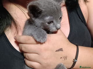 Russian Blue cats Absolute loving Russian-blue_kittens up for newhom - Advert 7