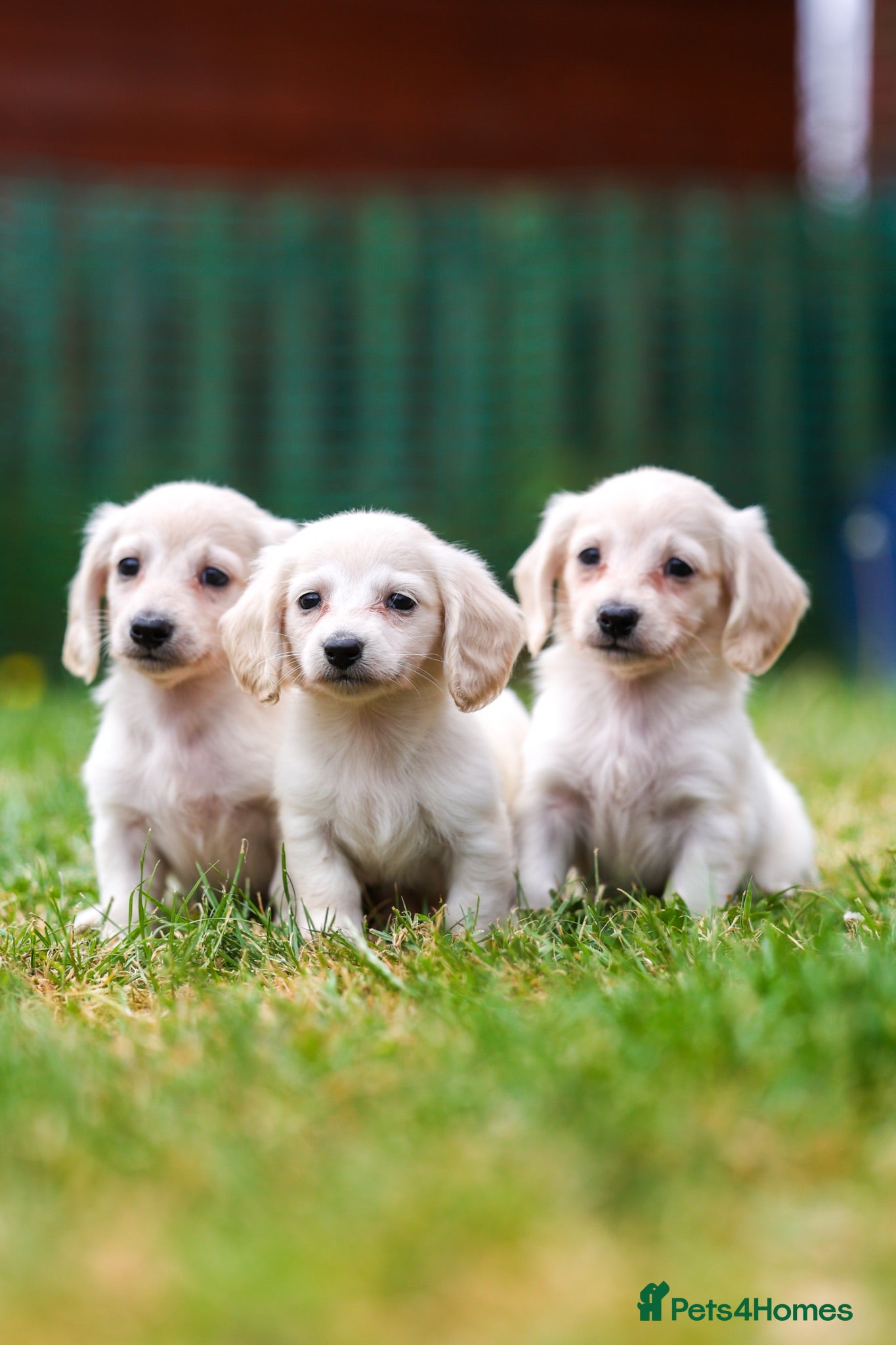 Miniature Dachshund dogs Miniature dachshunds male and female  - Advert 9