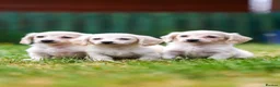 Miniature Dachshund dogs for sale: Miniature dachshunds male and female  - Advert 1