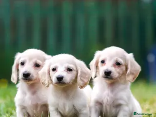 Miniature Dachshund dogs Miniature dachshunds male and female - Advert 1