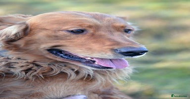 Golden Retriever dogs Raystone Westnab (Chase), Working, Family Pet  - Advert 16