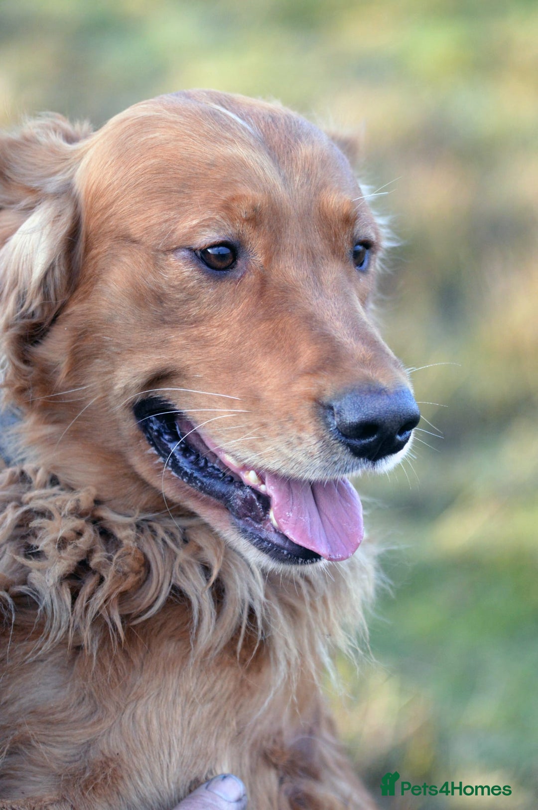 Golden Retriever dogs for stud: Raystone Westnab (Chase), Working, Family Pet  - Advert 3