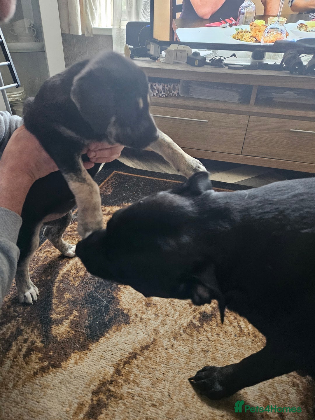 Mixed Breed dogs for sale: Husky x Staffy Mix – Last Female Puppy Available - Advert 4