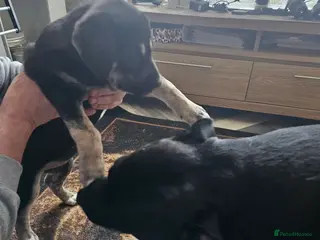 Mixed Breed dogs Husky x Staffy Mix – Last Female Puppy Available - Advert 18