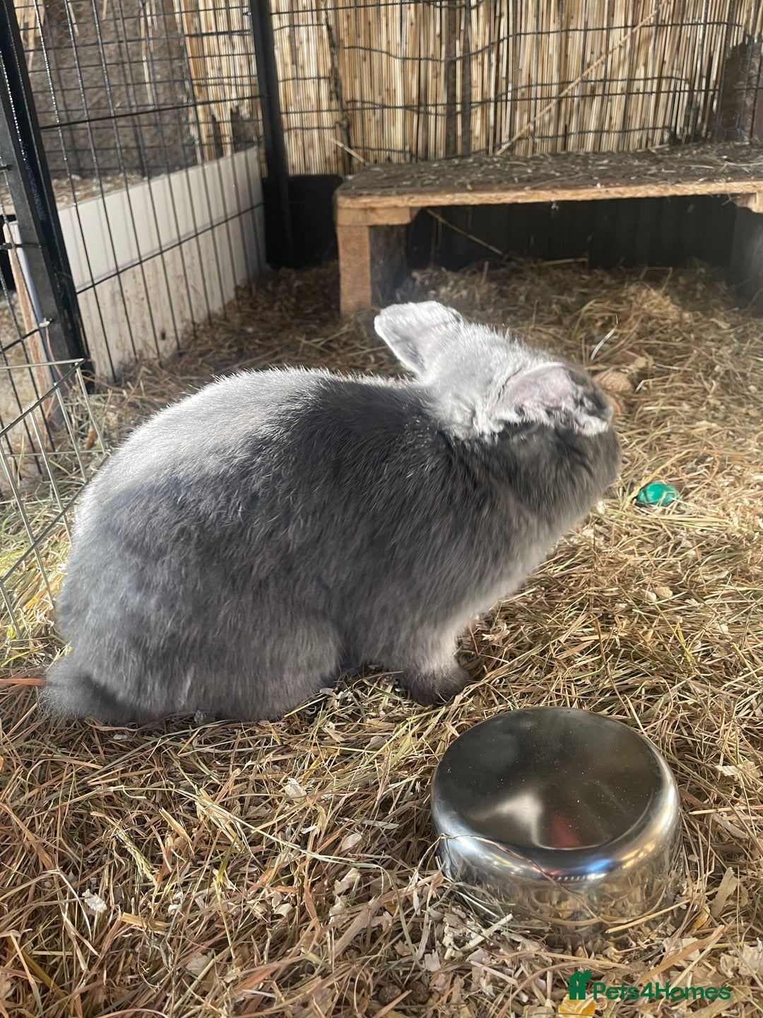 Mini Lop rabbits for sale: Mini lops - Advert 10