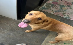 Labrador Retriever dogs for sale: Labrador Retriever - Image 2