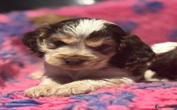 Cocker Spaniel dogs for sale: Outstanding of top quality show type puppies 🌈🐶 - Advert 22