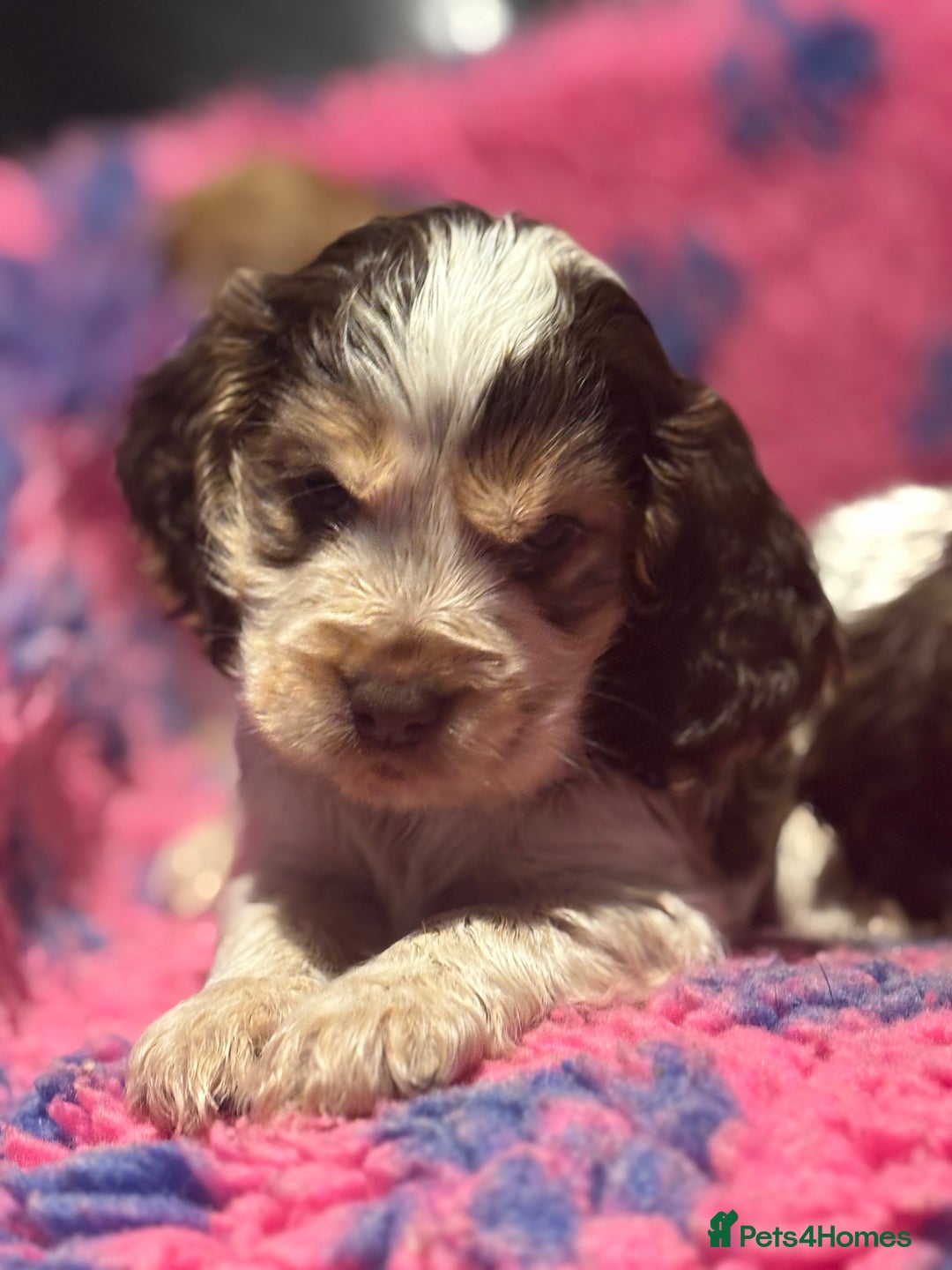 Cocker Spaniel dogs for sale: Outstanding of top quality show type puppies 🌈🐶 - Advert 22