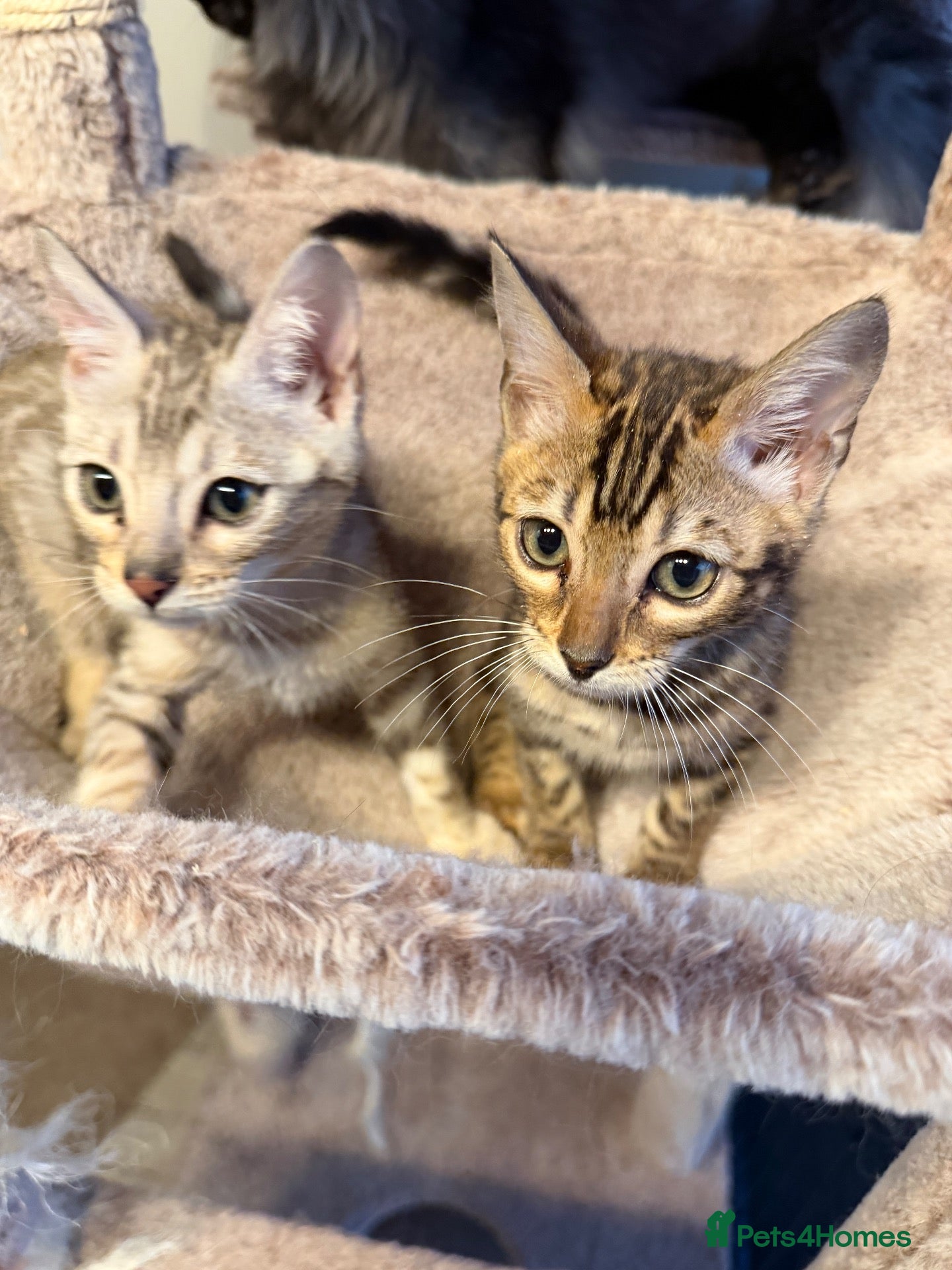 Bengal cats BENGAL KITTENS FOR SALE - Advert 3