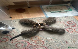Maine Coon cats for sale: Beautiful tabby Maine Coon X kittens  - Image 4