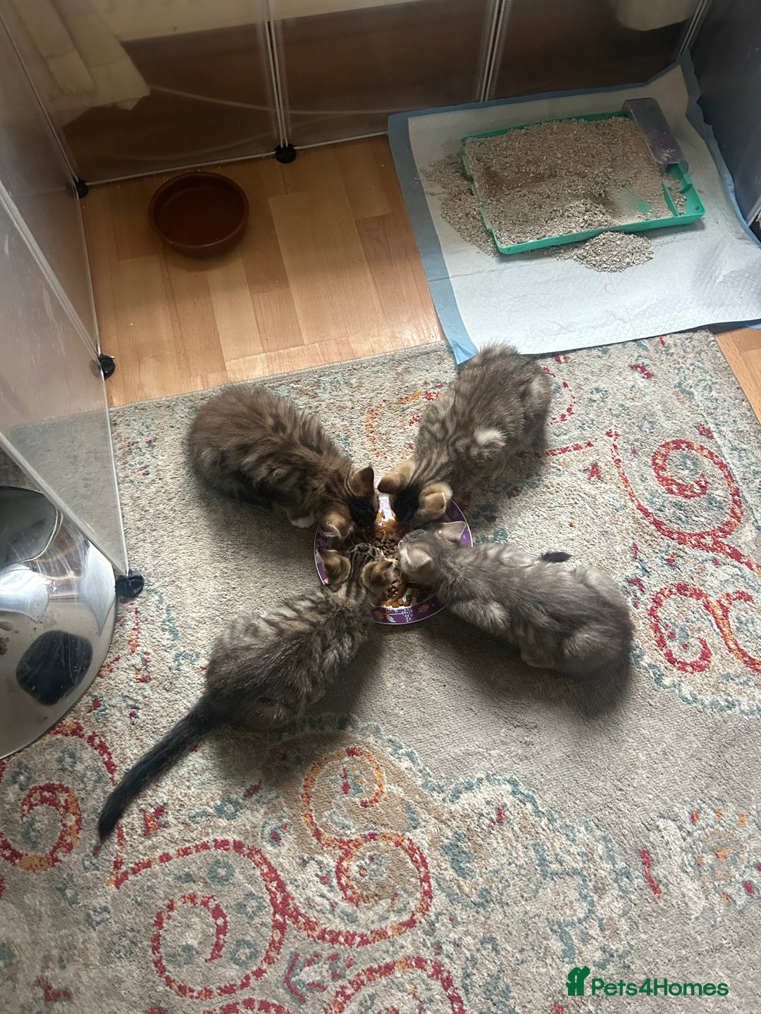 Maine Coon cats for sale: Beautiful tabby Maine Coon X kittens  - Image 4