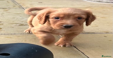 Cocker Spaniel dogs - Advert 2