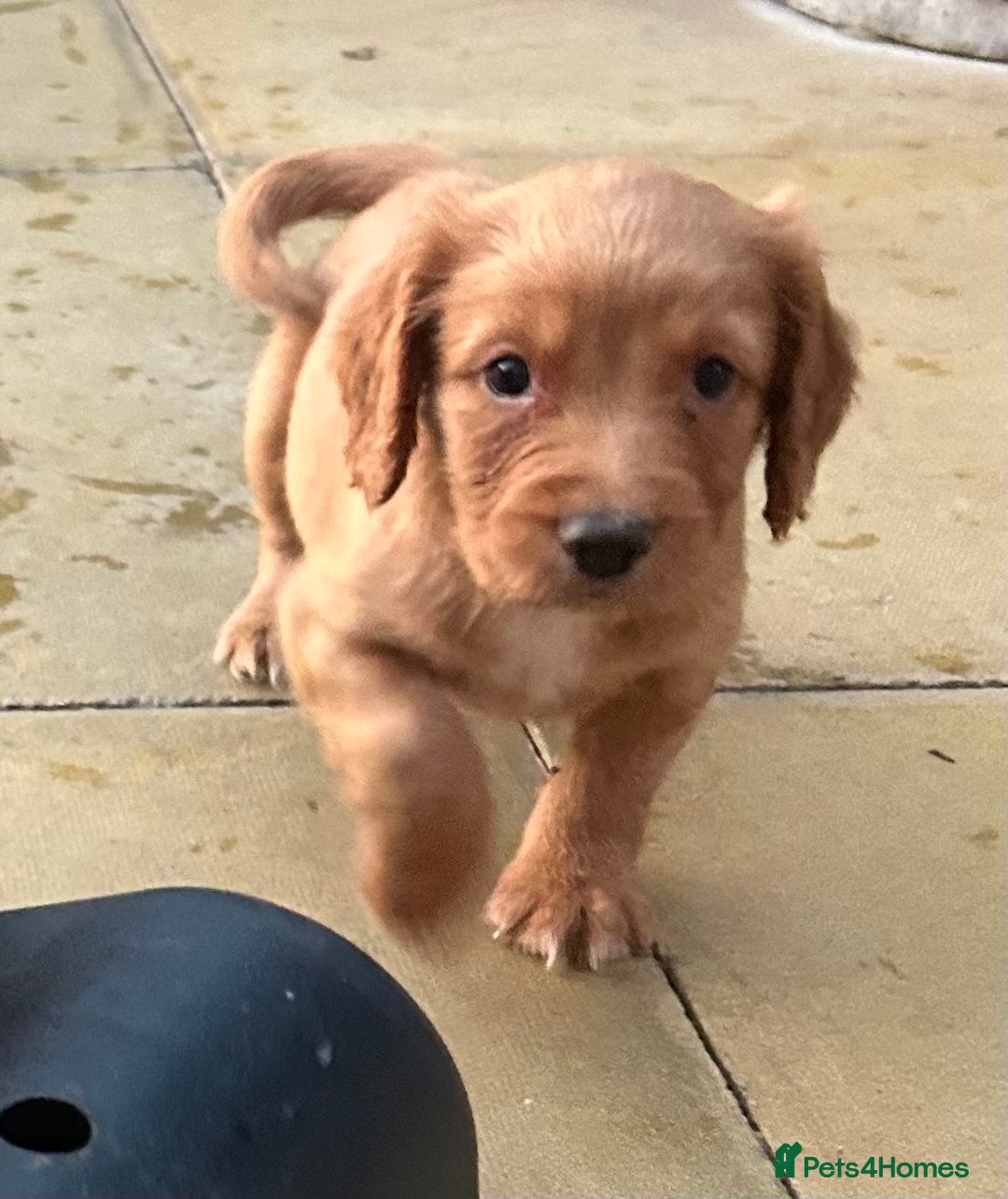 Cocker Spaniel dogs for sale: Out standing  Health tested working cockers  - Image 3