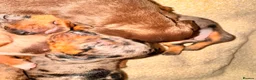 Miniature Dachshund dogs for sale: Four beautiful dachshund babies  - Advert 3