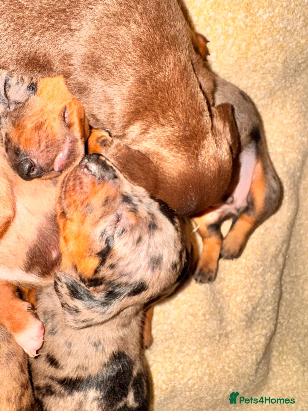 Miniature Dachshund dogs for sale: Four beautiful dachshund babies  - Advert 3