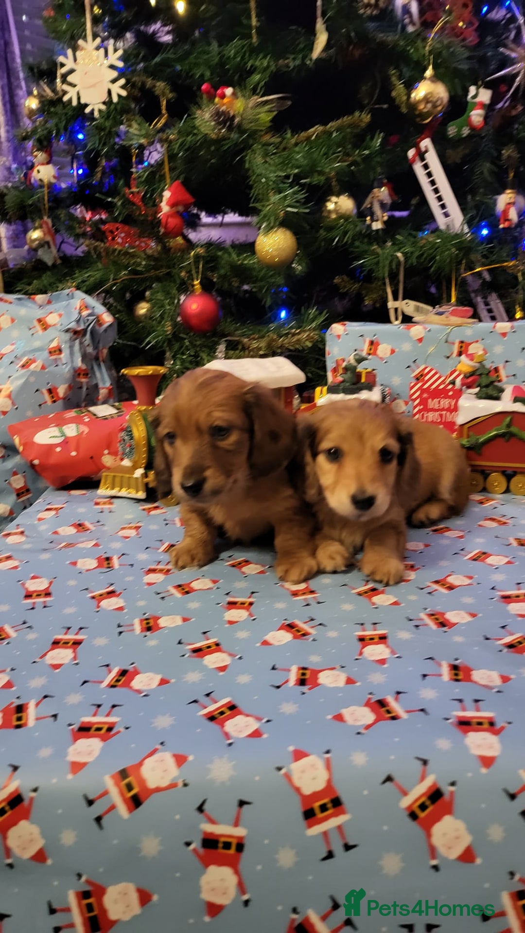 Miniature Dachshund dogs for sale: Miniature long haired daschunds  - Advert 21