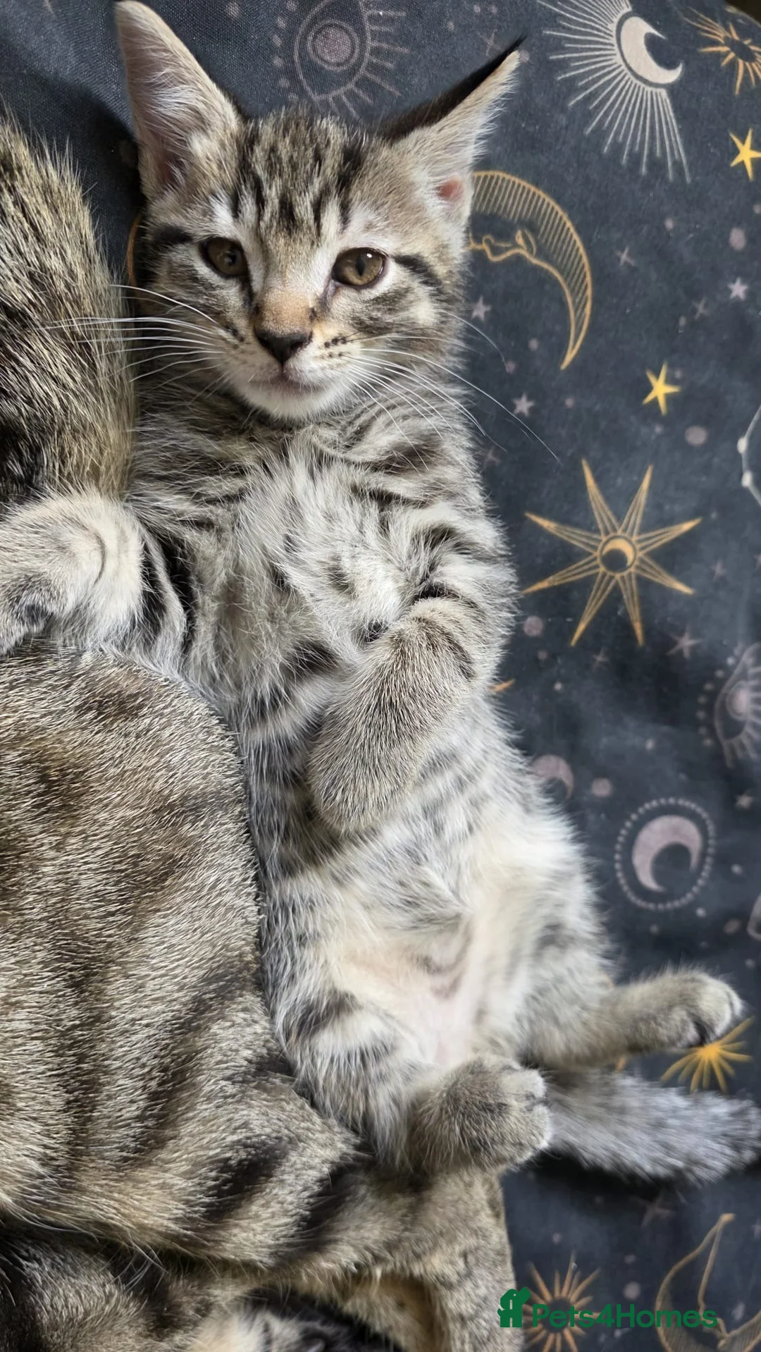 Domestic Shorthair cats for sale: One tabby kitten and a black and striped kitten  in Normanton - Advert 4