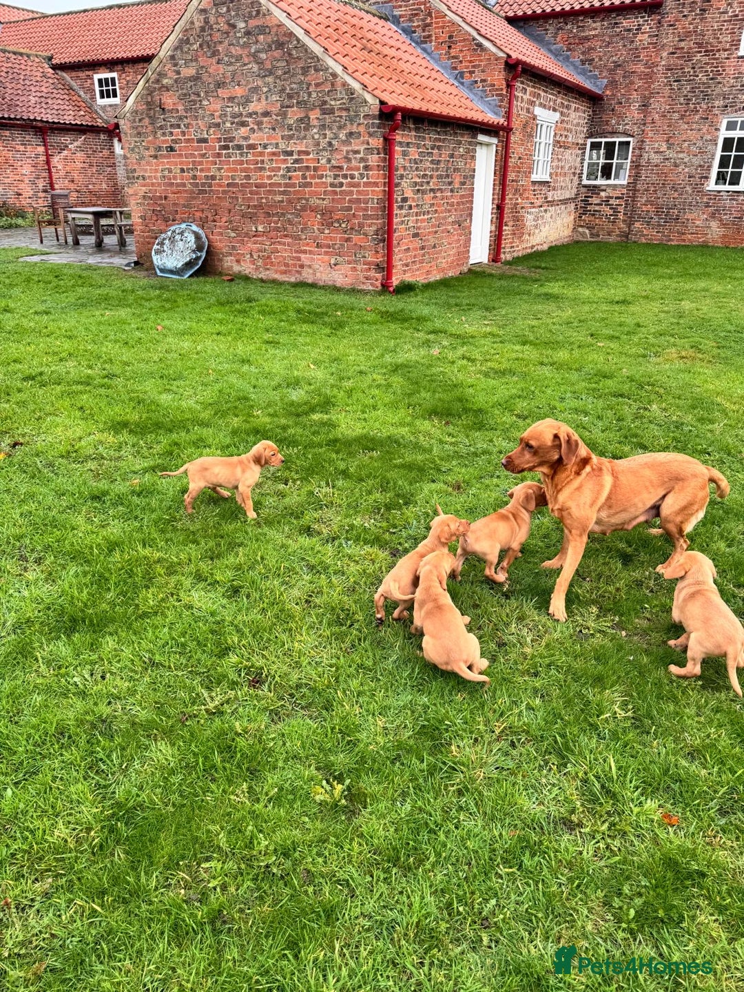 Labrador Retriever dogs for sale: Fox Red Labrador’s  - Advert 1