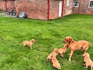 Labrador Retriever dogs for sale: Fox Red Labrador’s - Advert 1
