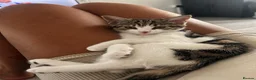 Mixed Breed cats for sale: Beautiful Bengal × Domestic shorthair Kittens 🐾 - Advert 8