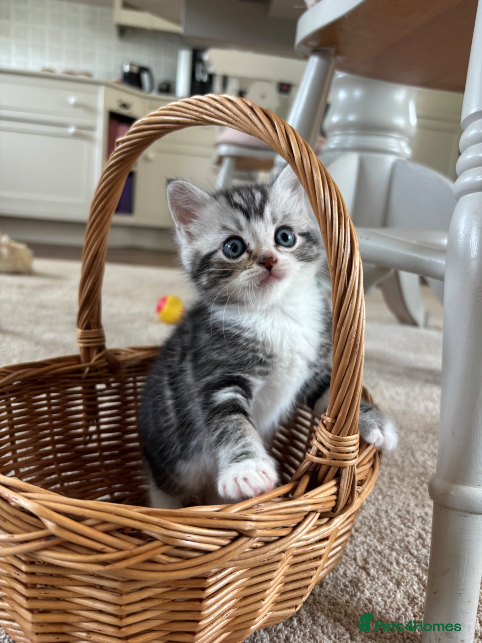 Ragdoll cats for sale: Gorgeous kittens!! - Advert 17