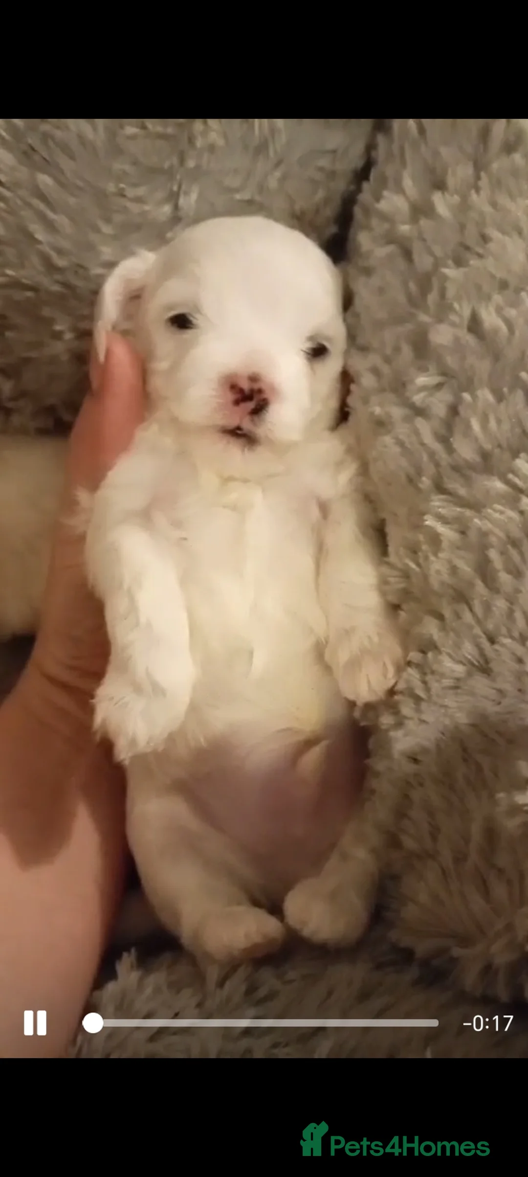 Maltese dogs for sale: Beautiful Maltese Boy Hypoallergenic - Advert 9