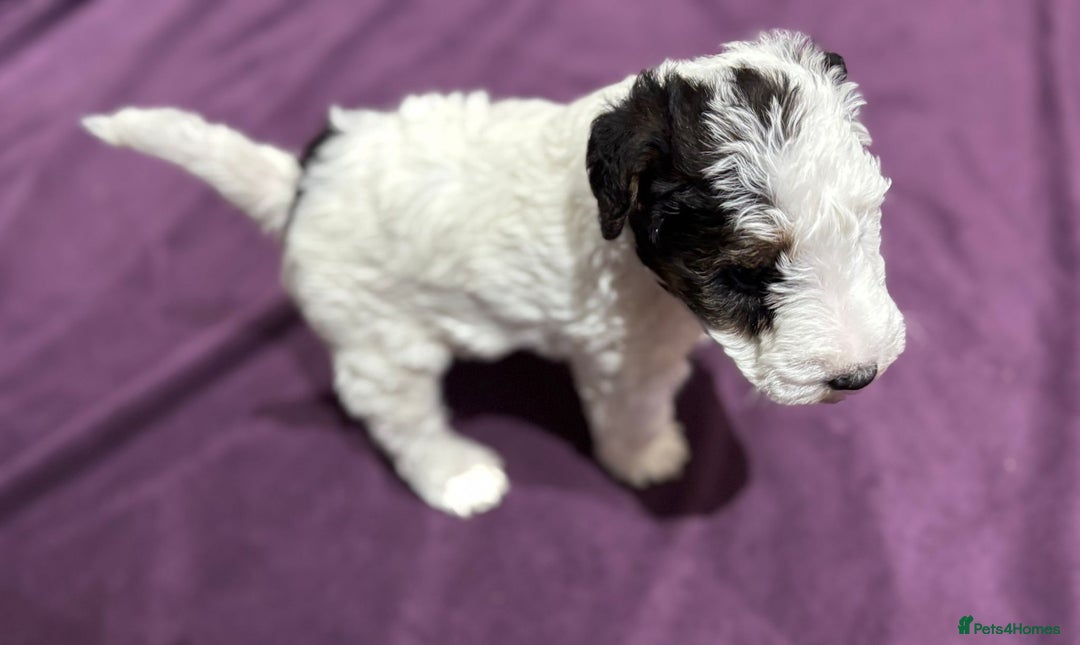 Fox Terrier dogs for sale: wire hair fox terrier puppies - Advert 4