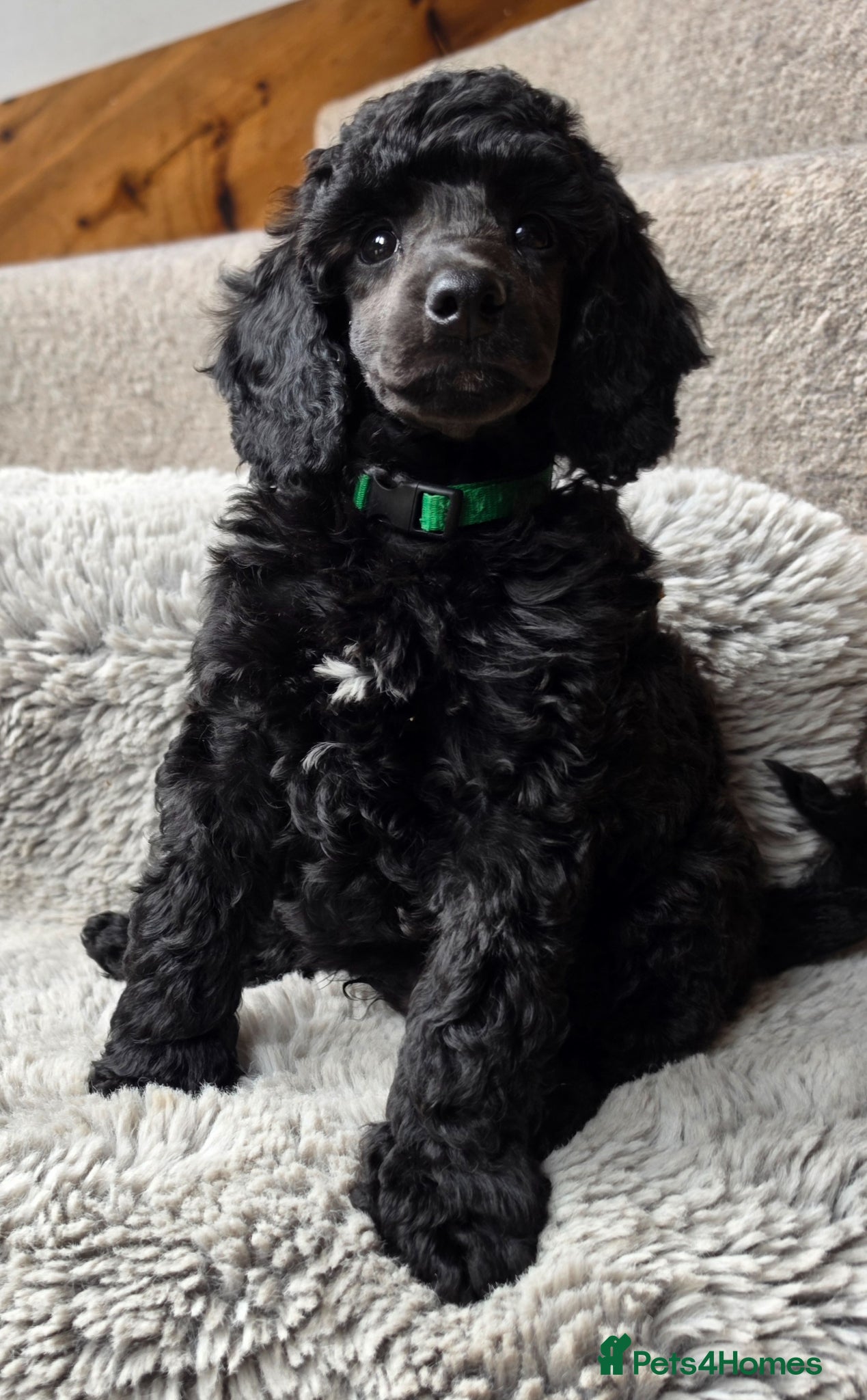 Miniature Poodle dogs Final 2 - health tested - exceptional quality  - Advert 9