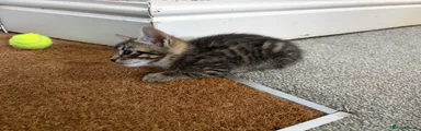 Savannah 3