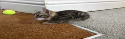 Savannah cats for sale: Savannah kittens  in Taunton - Advert 5