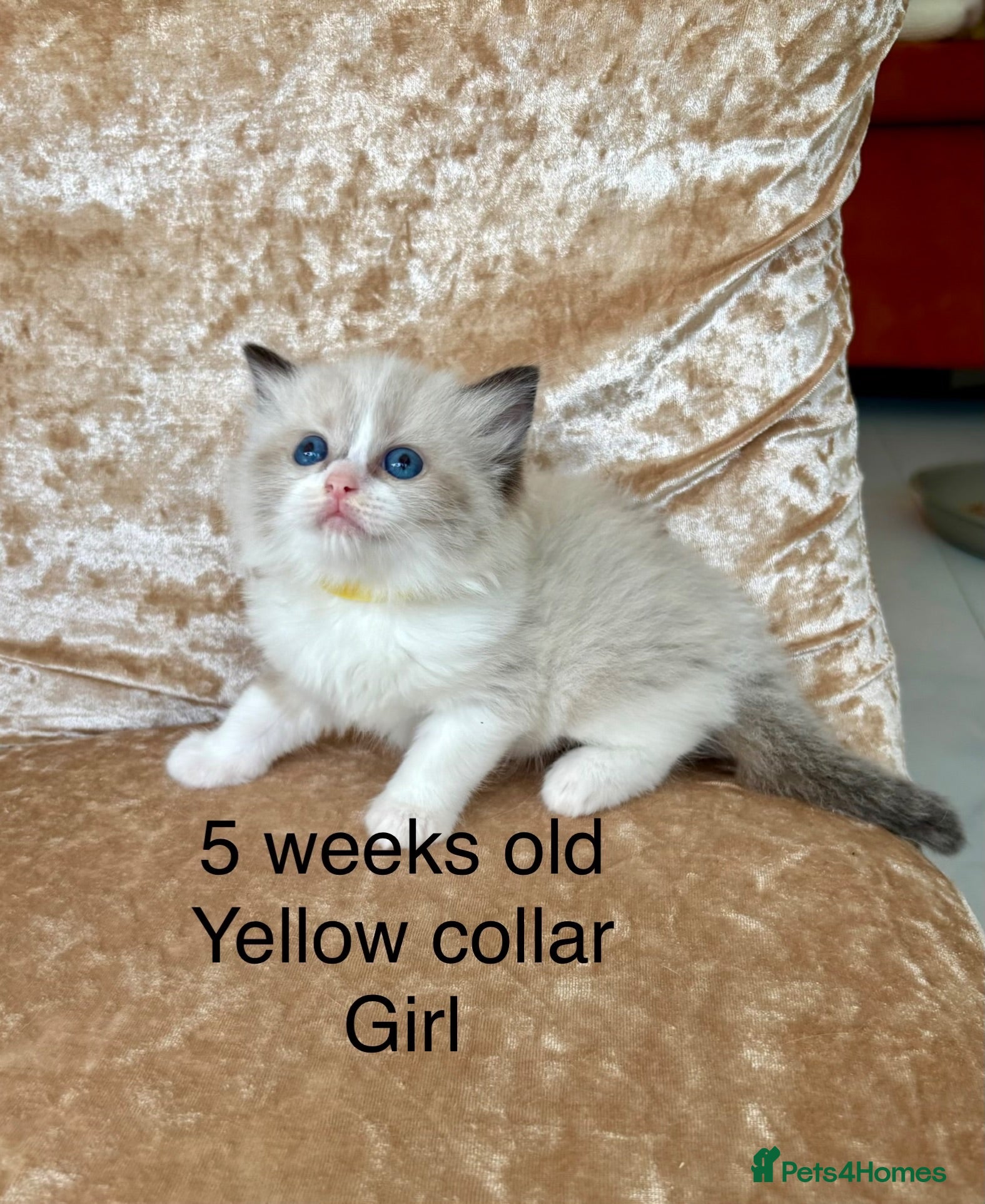 Ragdoll cats Beautiful ragdoll kittens  - Advert 2