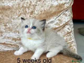 Ragdoll cats Beautiful ragdoll kittens - Advert 2