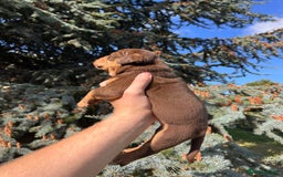 Olde English Bulldogge dogs for sale: RAINBOW OLD ENGLISH LITTER !!! - Image 10