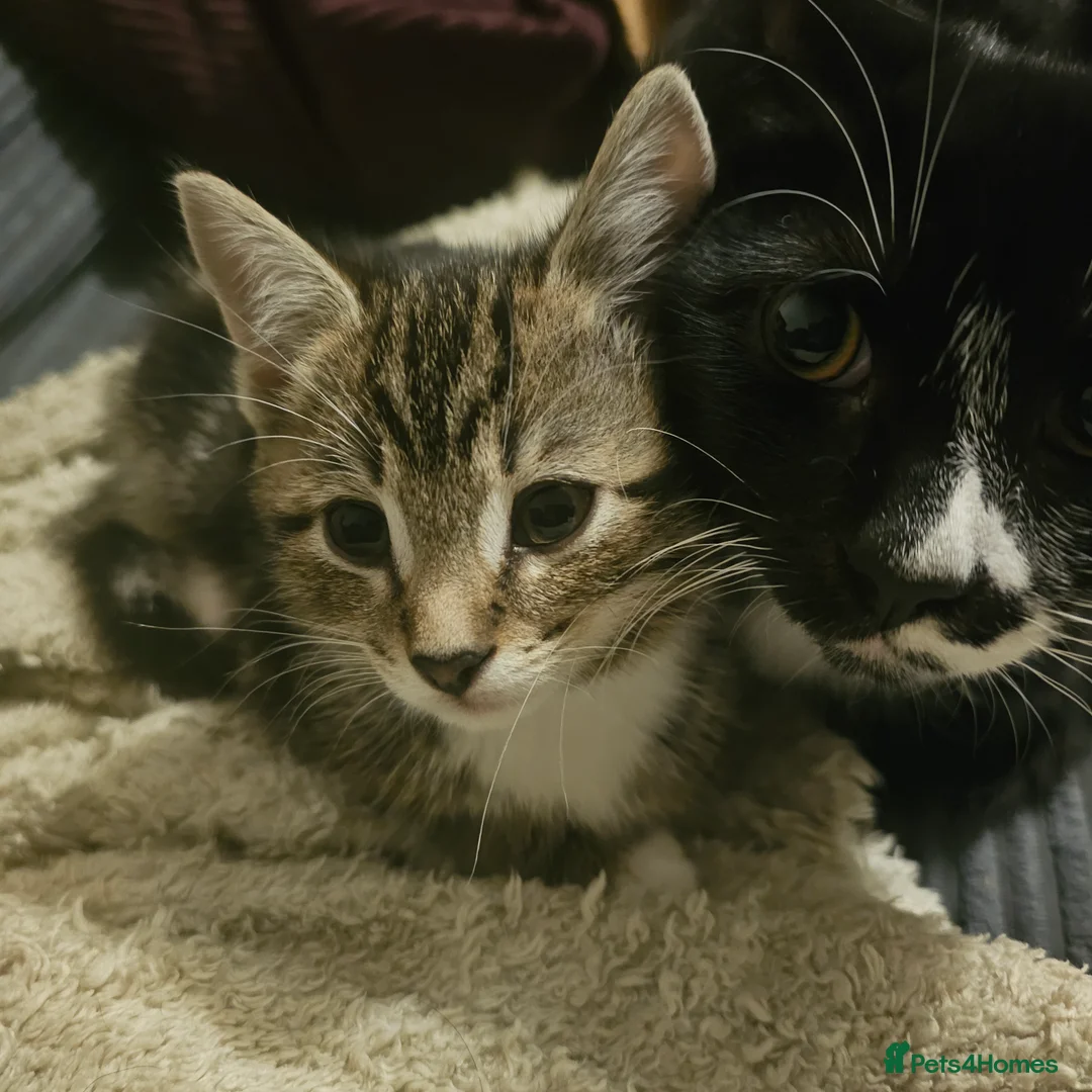 Mixed Breed cats for sale: 3 kittens left ready to leave now  - Advert 2