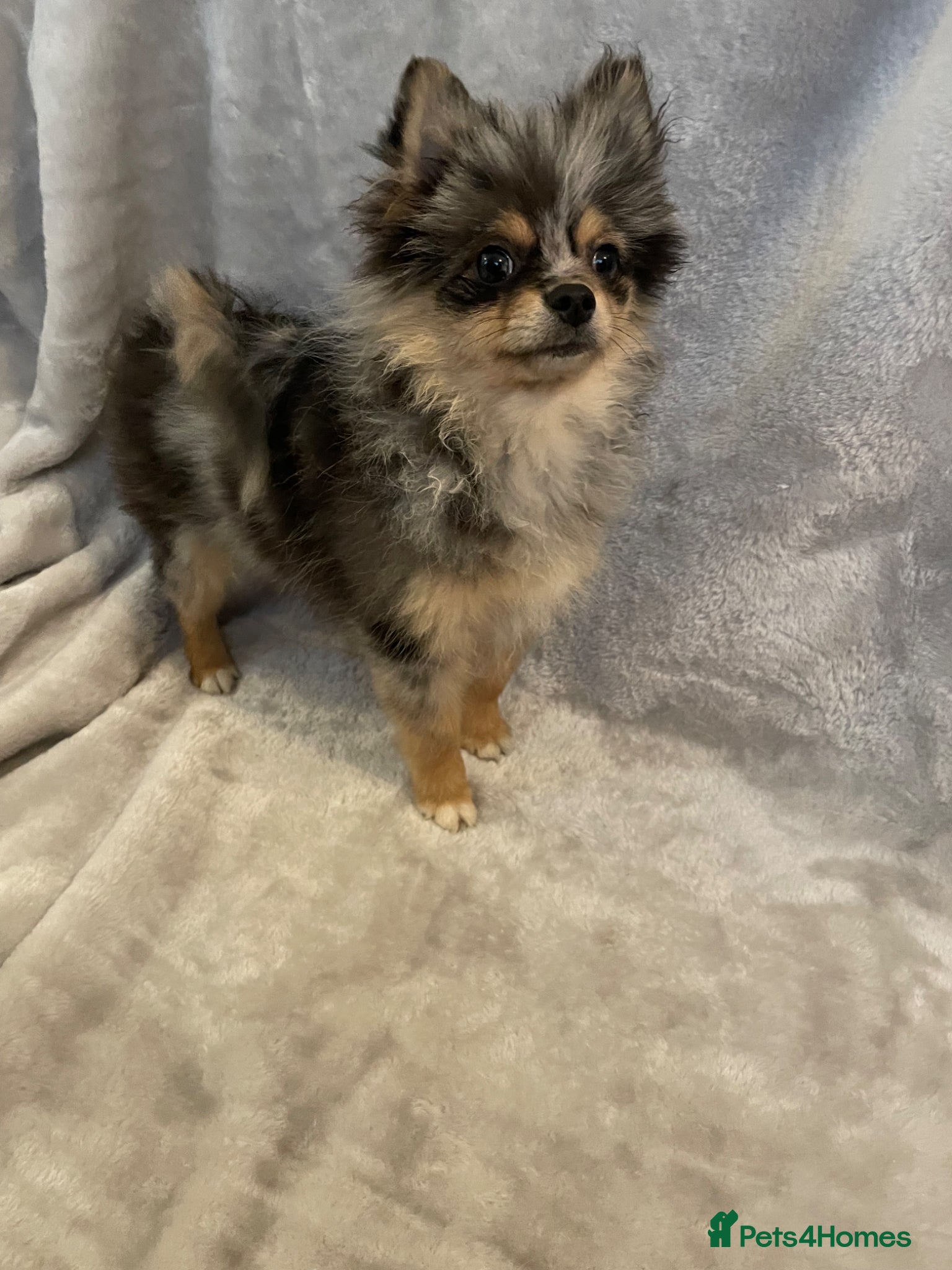 Pomchi dogs for sale: Blue/Tan Merle Girl - Advert 6