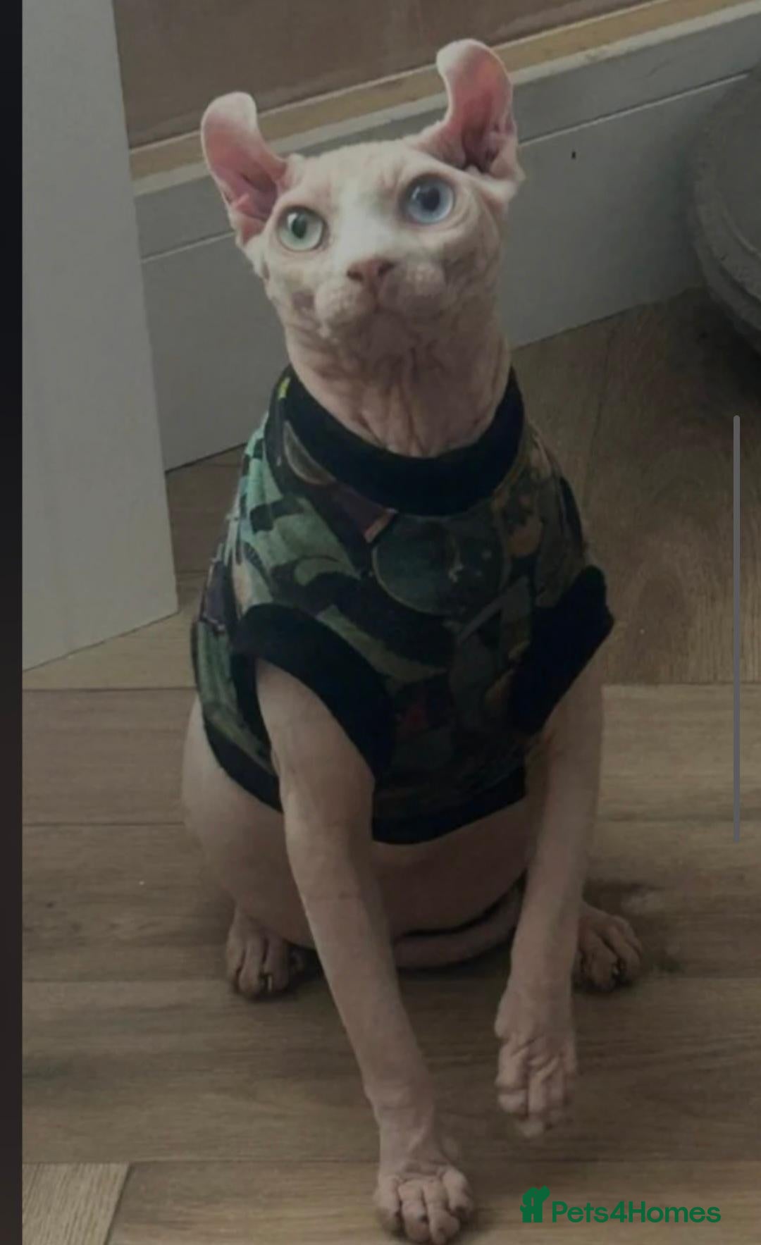 Sphynx cats *CREAM ODD EYED MALE& BLUE SEAL POINT KITTEN* - Advert 6