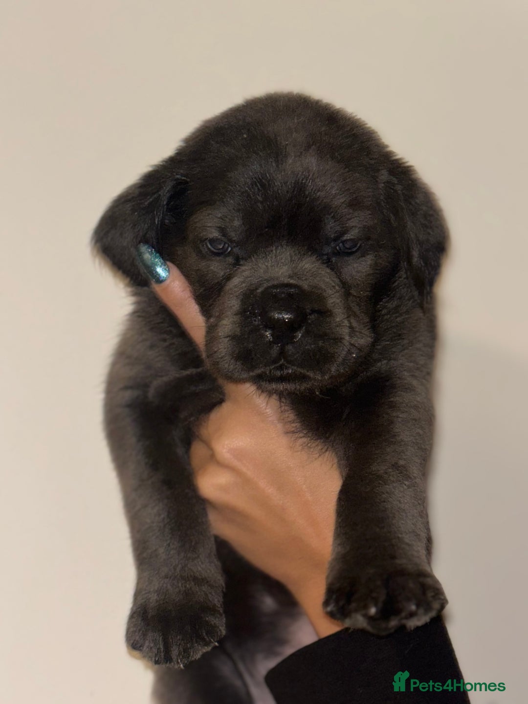 Cane Corso dogs for sale: Cane Corso Puppies **5 Male 2Female Left** - Advert 9
