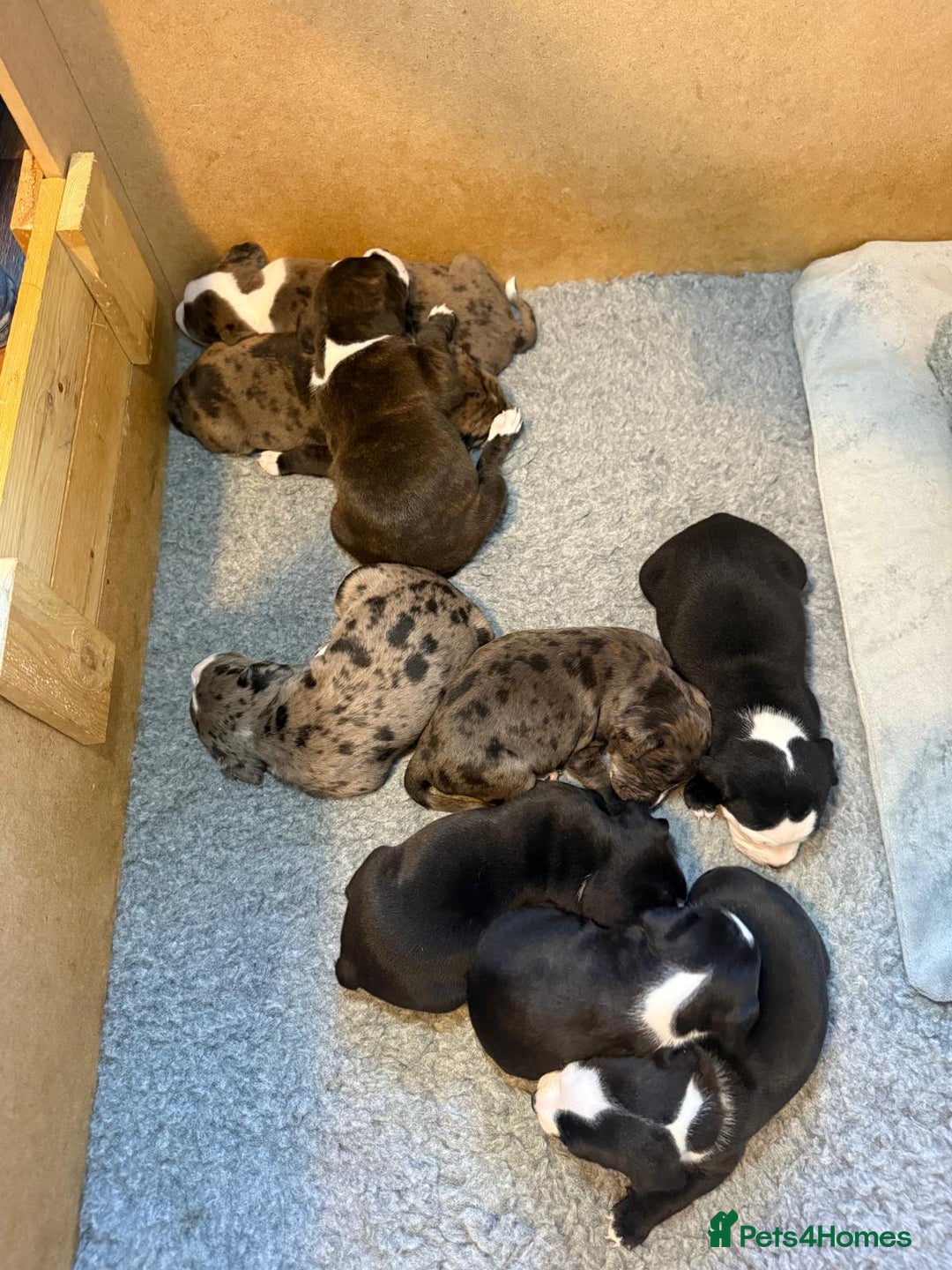 Staffordshire Bull Terrier dogs for sale: Staffordshire bull terrier puppy’s  - Image 1