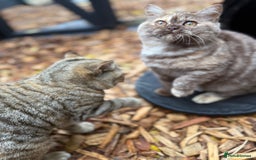 British Shorthair cats for sale: Beautiful choc and caramel (REDUCED) - Image 4