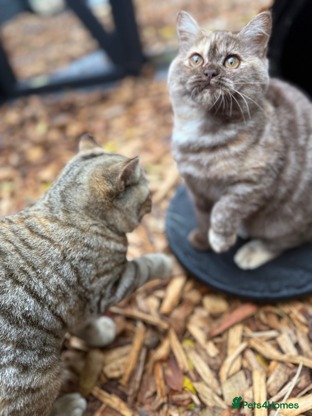British Shorthair cats for sale: Beautiful choc and caramel (REDUCED) - Image 4