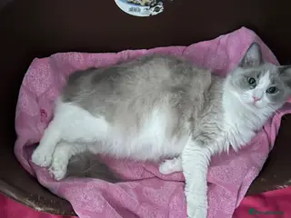 Ragdoll cats 5 beautiful ragdoll kittens - Advert 4