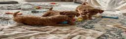 Cockapoo dogs for sale: Cockapoo puppies  in Glasgow - Advert 3