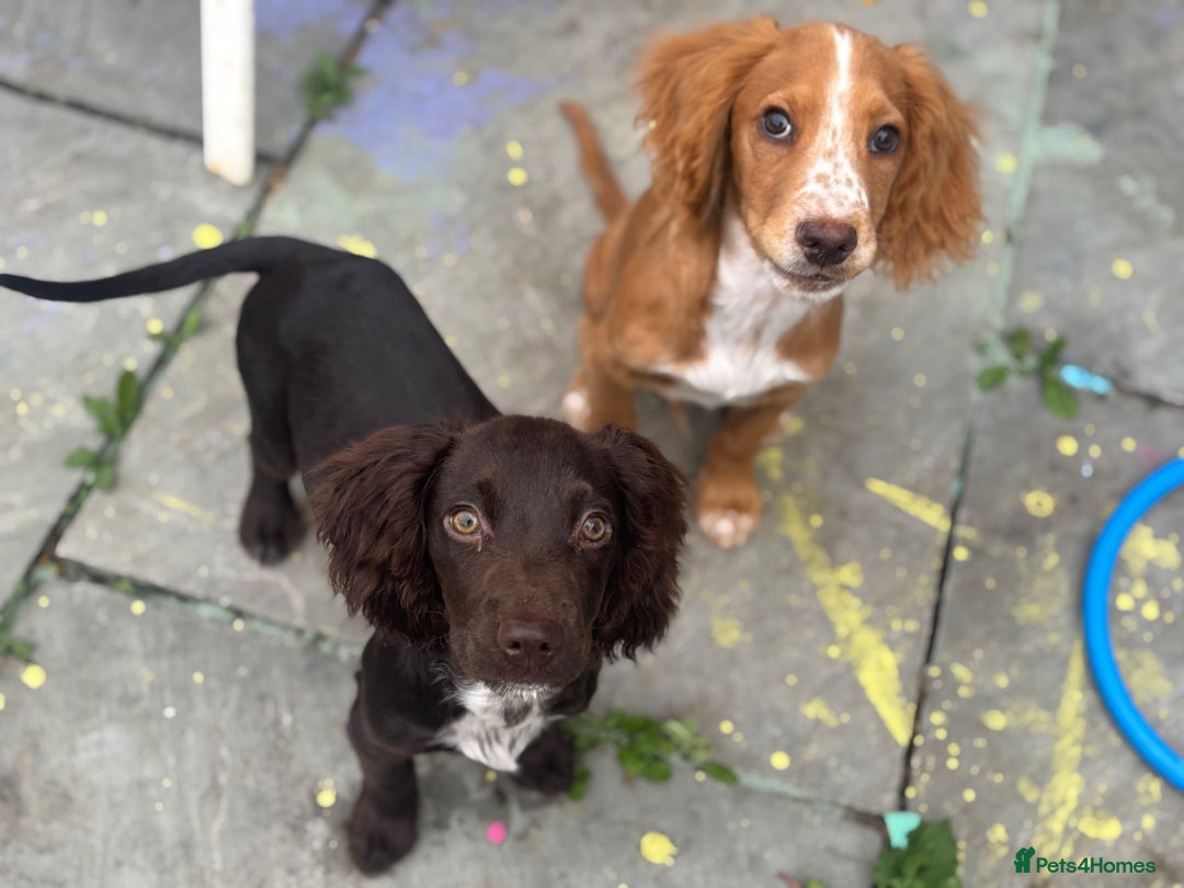Cocker Spaniel dogs for sale: Two cocker spaniels - Advert 7