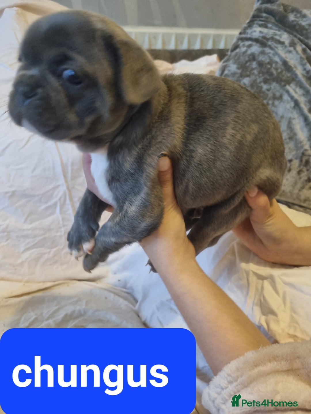 French Bulldog dogs for sale: Stunning litter of merle frenchies - Advert 11