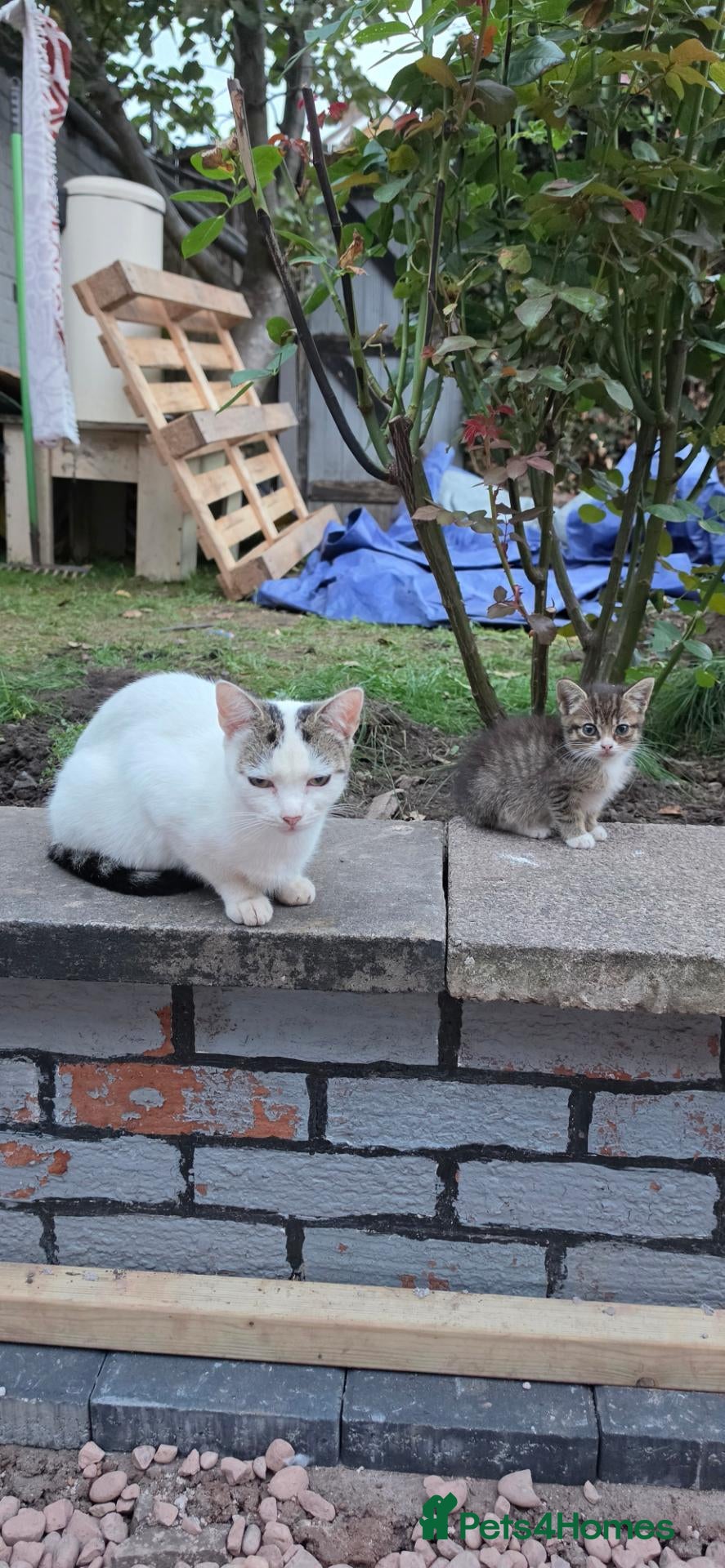 Mixed Breed cats They are very nice cats. Mom and kid  - Advert 1