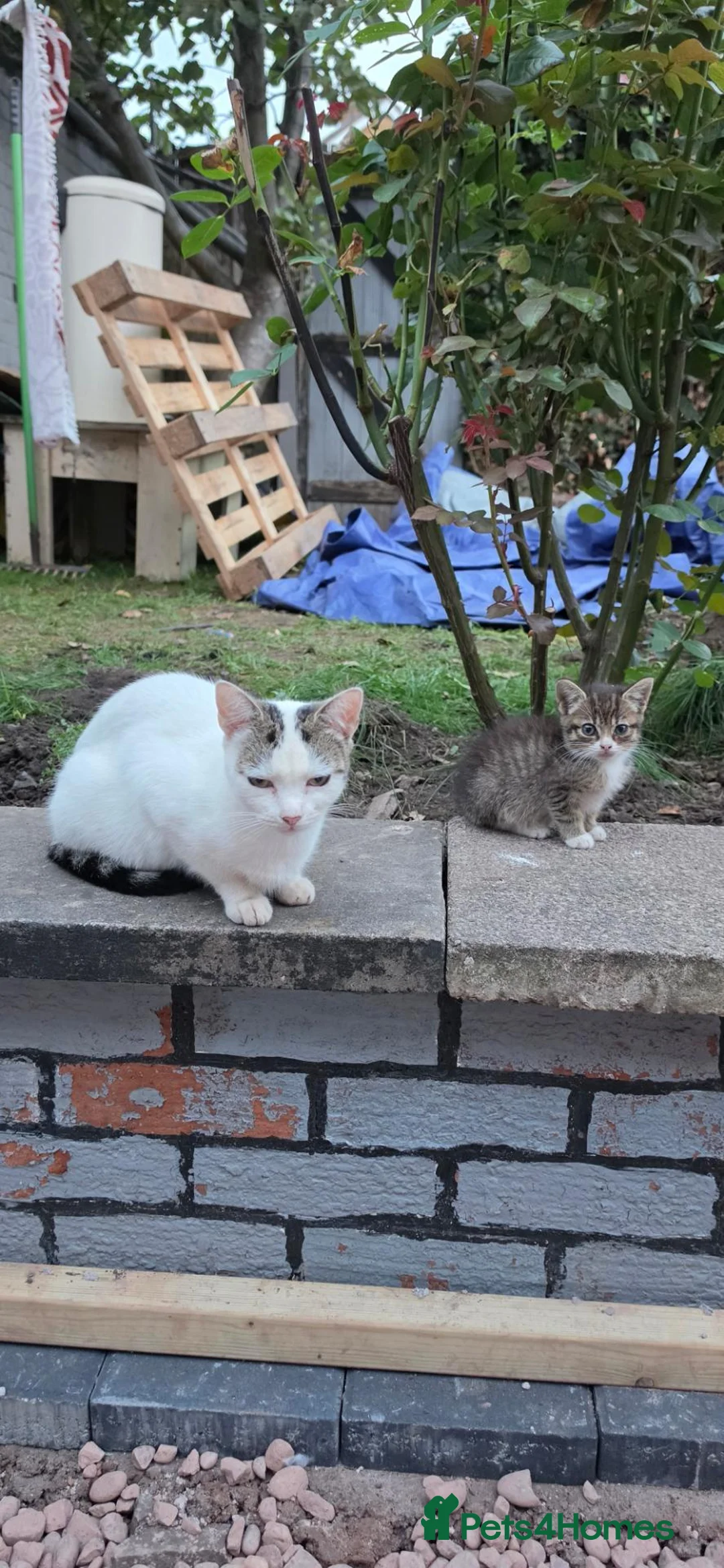Mixed Breed cats for sale: They are very nice cats. Mom and kid  in Coventry - Advert 1